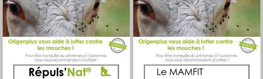 Les bandeaux recto-verso du flyer présentant le Mamfit et le Répuls'nat