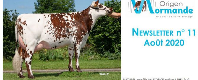 Bandeau de la newsletter n°11 d'août 2020