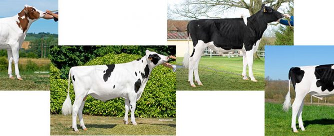 Les 4 nouveautés Prim'Holstein du mois de septembre 2020 : OMATT RED, OHIO, OMURIO et POM LONO