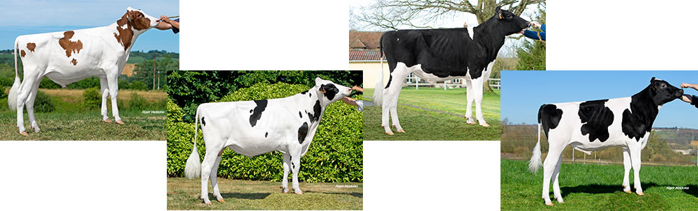 Les 4 nouveautés Prim'Holstein du mois de septembre 2020 : OMATT RED, OHIO, OMURIO et POM LONO