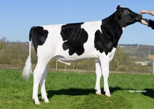 POM LONO (DANNO par CABARET), taureau Prim'Holstein