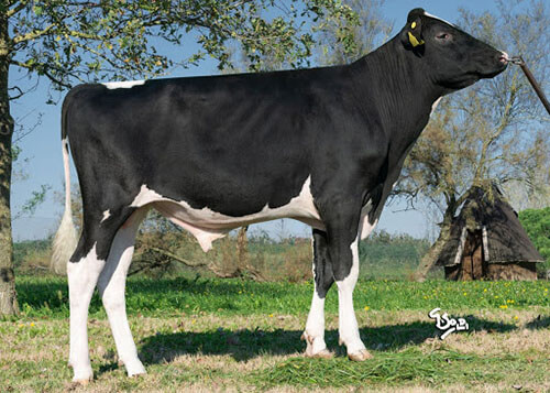 Geyser P, taureau Prim'Holstein