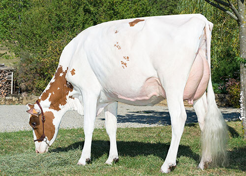 Maquillée (Rowan Red), mère de OMATT Red