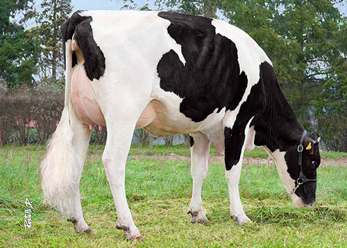 Mat Queen (Rubicon x Beacon), grand-mère de RONNY