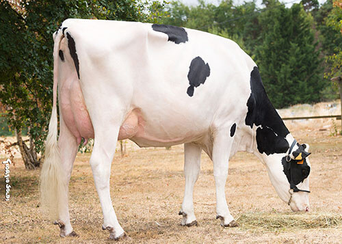 Muscade (en 2ème lactation), fille de JOBART
