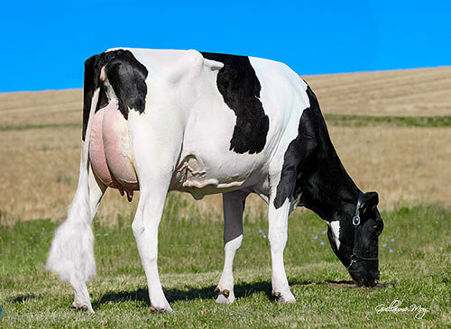 Olga (Sparkle x Kingboy), mère de RASTA P