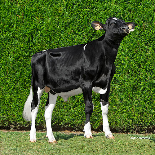 Pamal HP, taureau Prim'Holstein