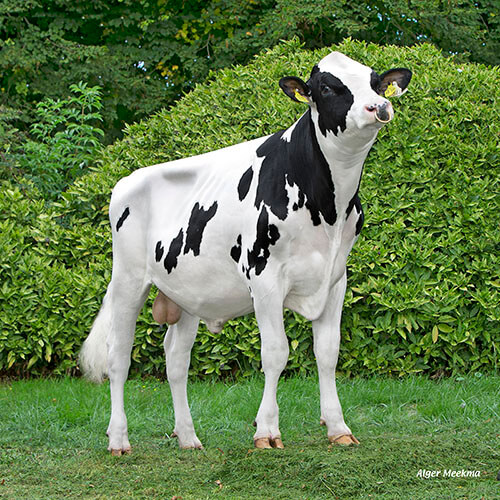 PIF RF PP, taureau Prim'Holstein