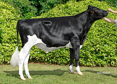 POP ETL PP, taureau Prim'Holstein