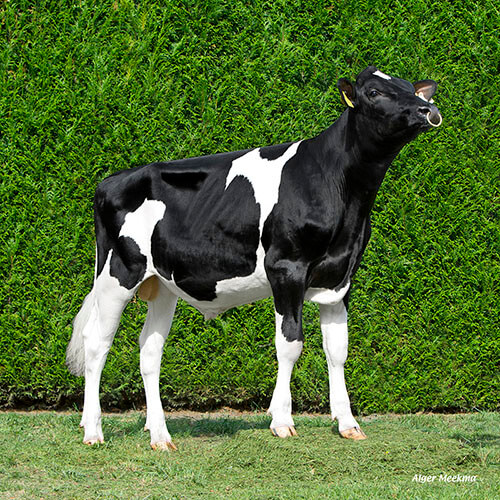 POTE RF P, taureau Prim'Holstein