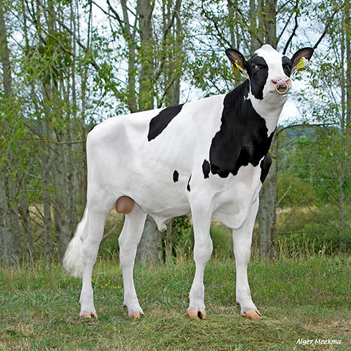 Persol RF, taureau Red Holstein