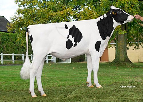 Piment Man, taureau Prim'Holstein