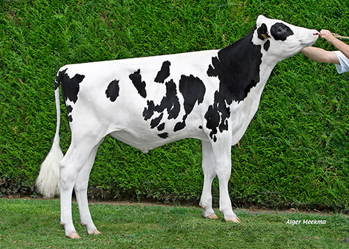 Porky P, taureau Prim'Holstein