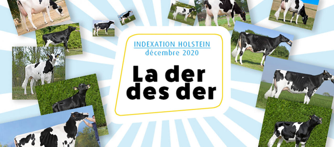 Bandeau de présentation de l'indexation Prim'Holstein de décembre 2020