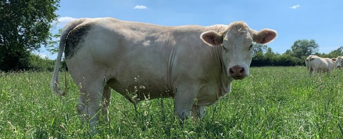 Patinette, fille de MERLIN P x EXOTIC, une superbe génisse SANS-CORNE de 22 mois, gestante de ONEDREAM P pour fin Août, vendue 6100€ en Allemagne.