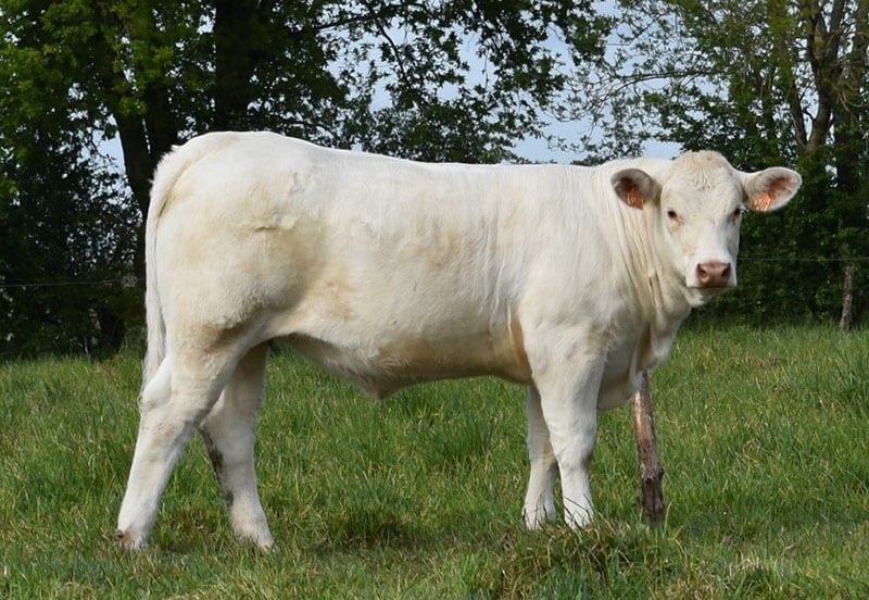 RINCETTE, superbe femelle SANS-CORNE de l’année, fille de GUETTA x FAISAN P acheté à 5100€ en copropriété entre l’EARL DE LA MARE AUX IRIS (Alexandre JOURDAIN – 76 ) et le GAEC BERTRAND (76).