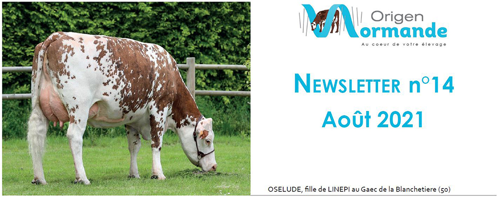 bandeau de la newsletter d'Origen Normande d'août 2021