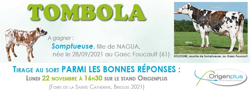 Bandeau de l'affiche présentant notre tombola organisée lors de la foire de la sainte Catherine