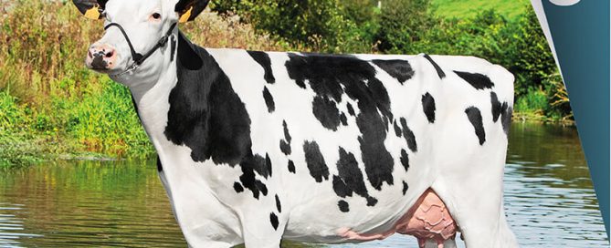 Bandeau présentant le catalogue Prim'Holstein 2022 - 2023