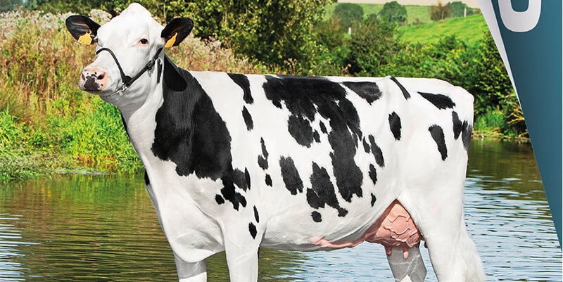 Bandeau présentant le catalogue Prim'Holstein 2022 - 2023