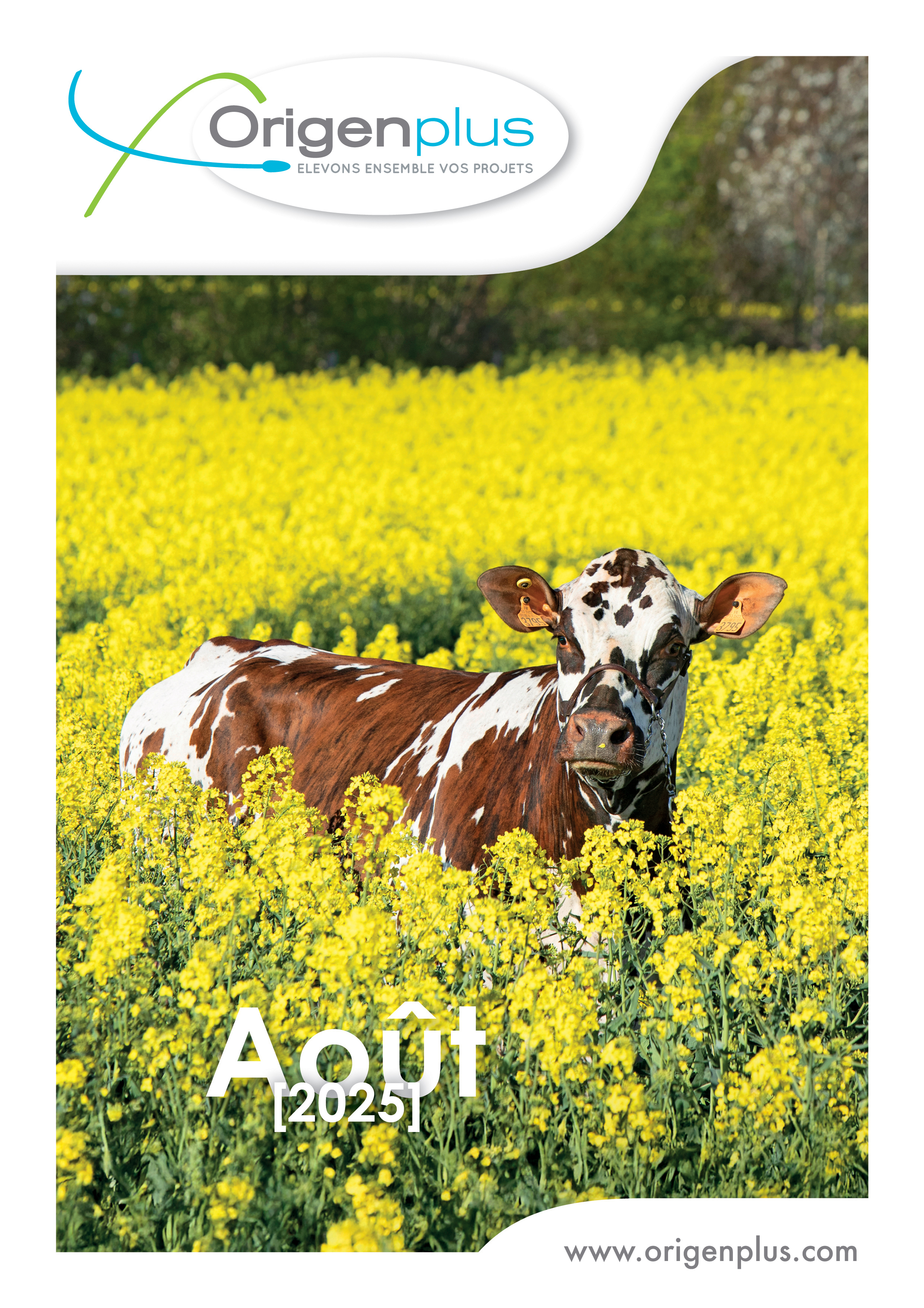 Couverture du catalogue Normand Origenplus - Août 2025, Vache Normande dans un champs de colza