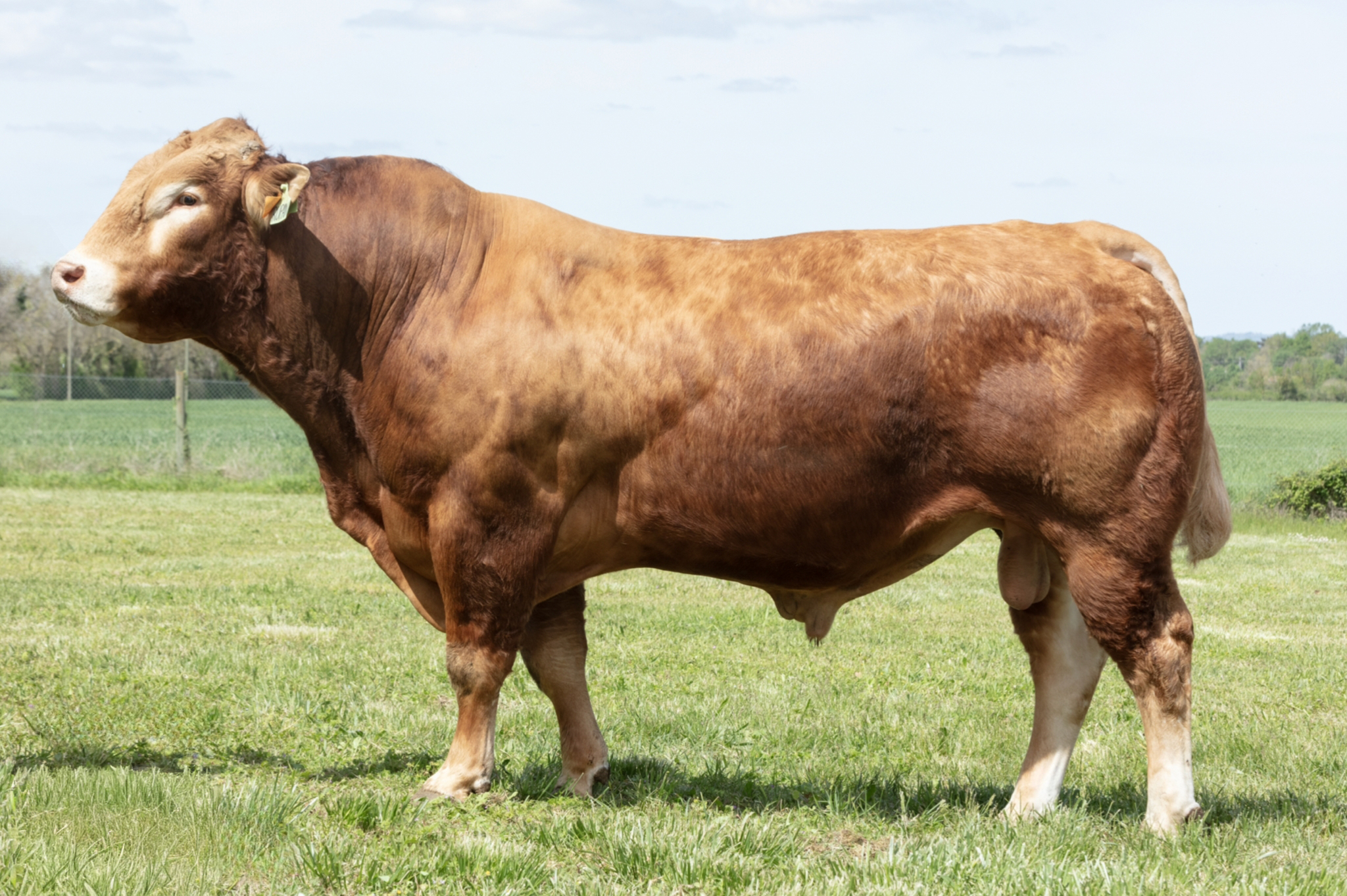 RUPAN (LUPIN x LIDO) TRUST P GD (Nuts P GD x Fuxeen)