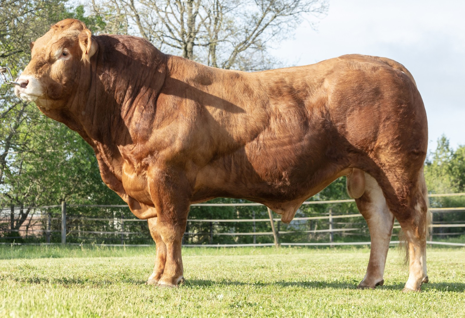 STRAVINSKI (MAESTRO x FRELUKET) TRUST P GD (Nuts P GD x Fuxeen)