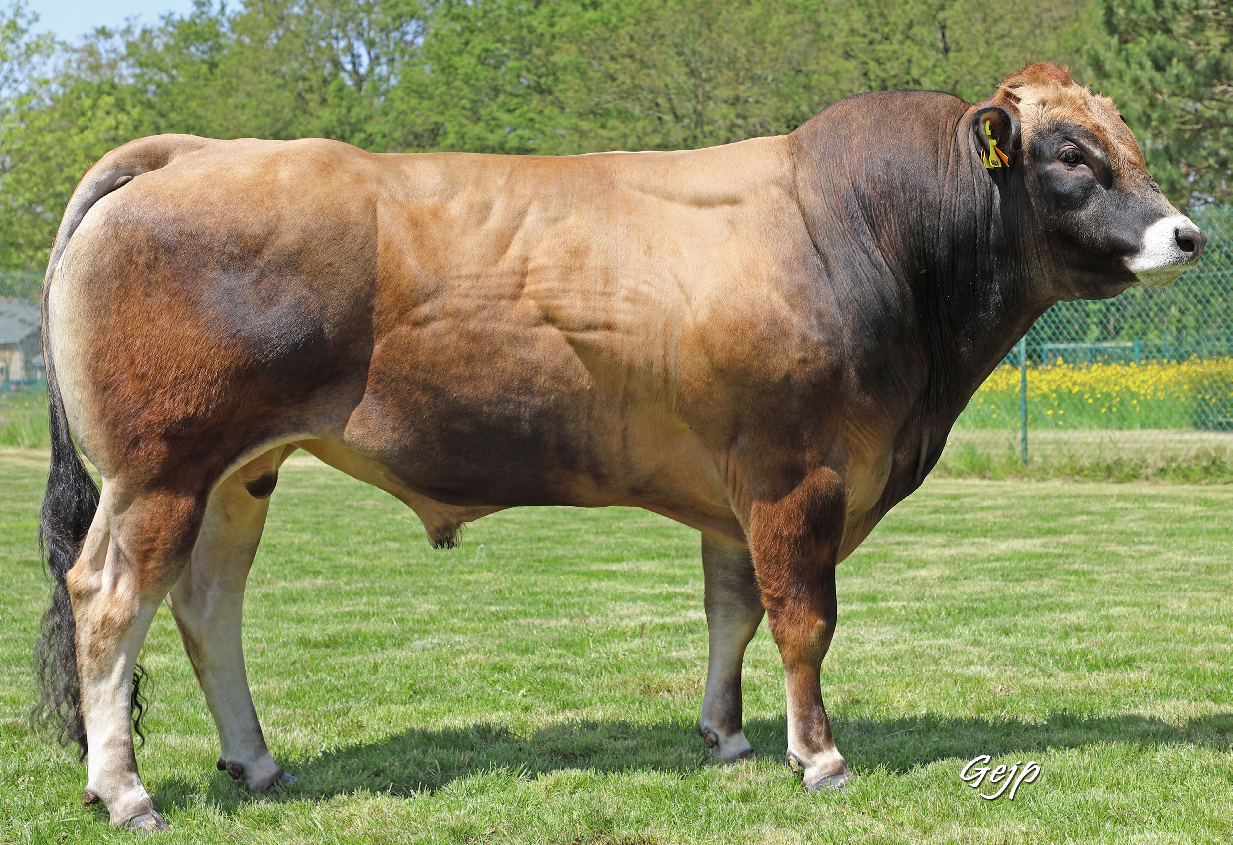 SULLY (MARIVAUX x JURA) TRUST P GD (Nuts P GD x Fuxeen)