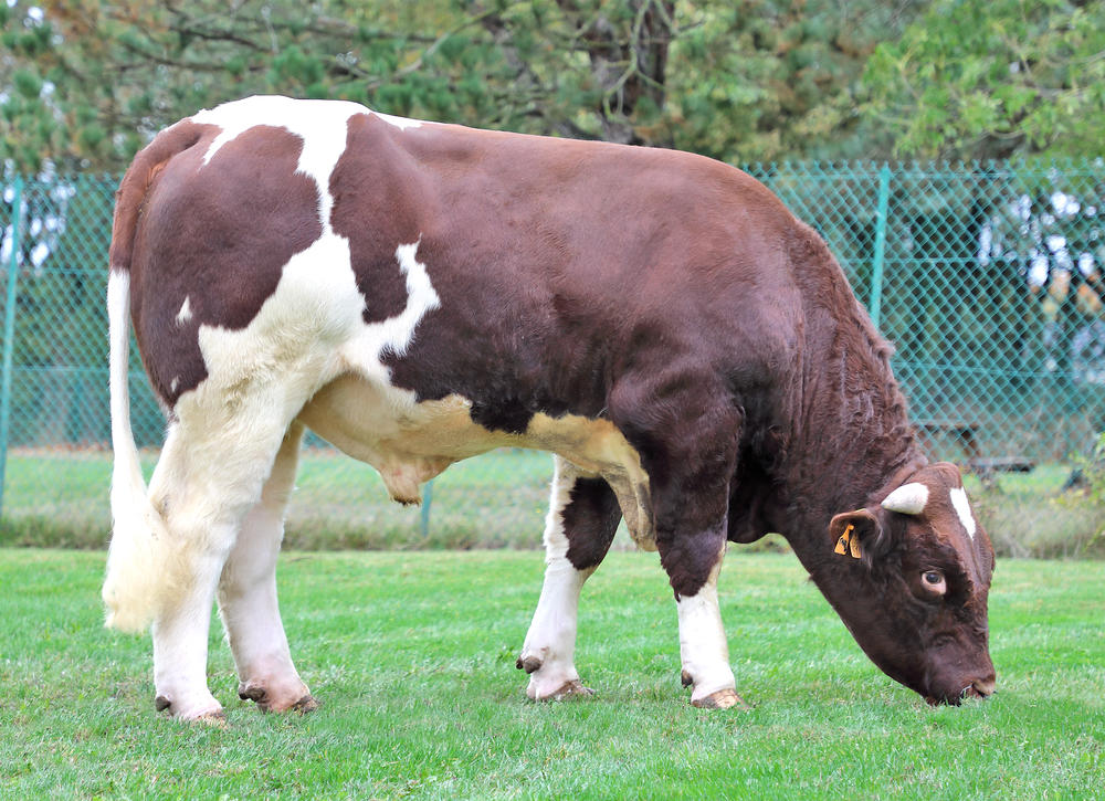 TALAIN (MILORD x DACODAC) TRUST P GD (Nuts P GD x Fuxeen)