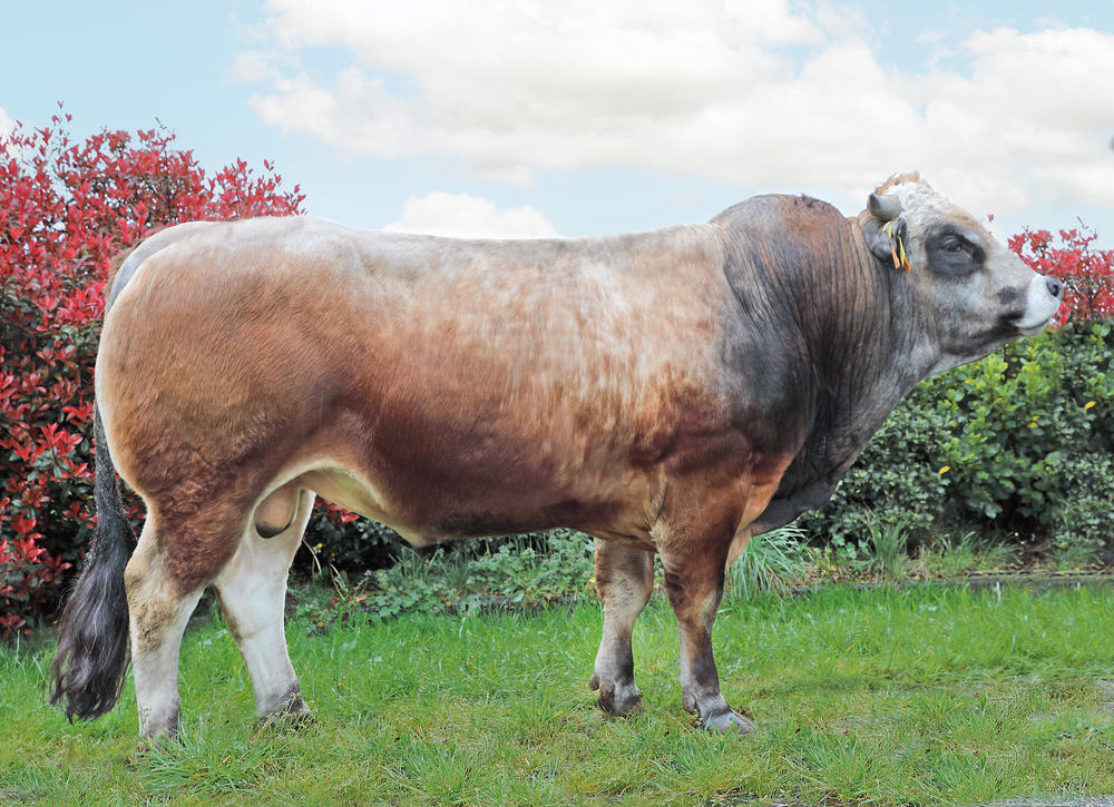 TALLEYRAND (NOUNOURS x JULIUS) TRUST P GD (Nuts P GD x Fuxeen)