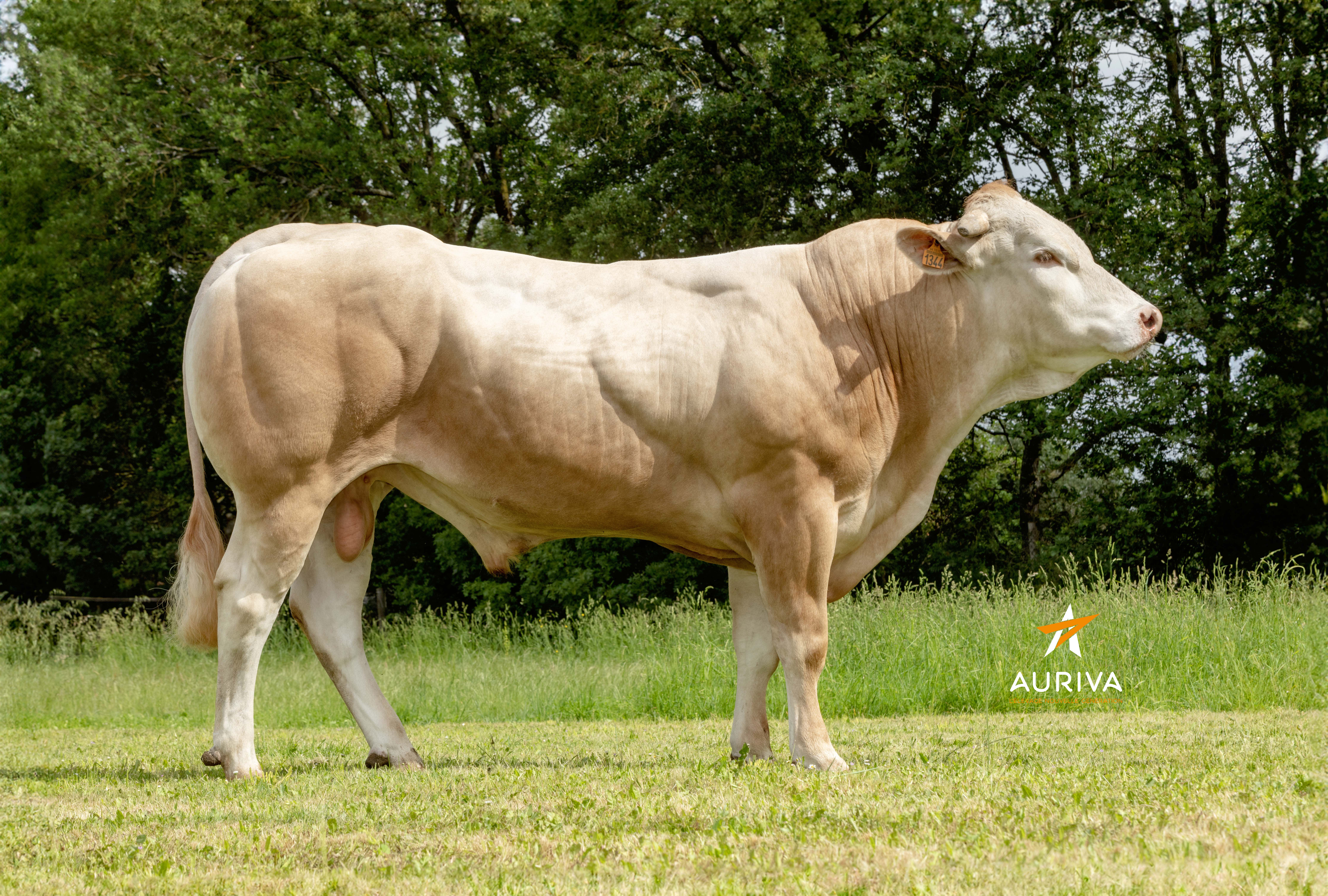 TARANIS (GAELIC x JACOB) TRUST P GD (Nuts P GD x Fuxeen)