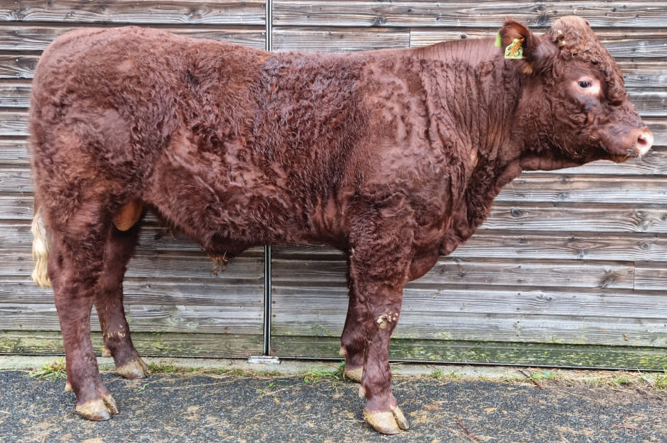 TROUBADOUR (FERVENT x JINGO) TRUST P GD (Nuts P GD x Fuxeen)