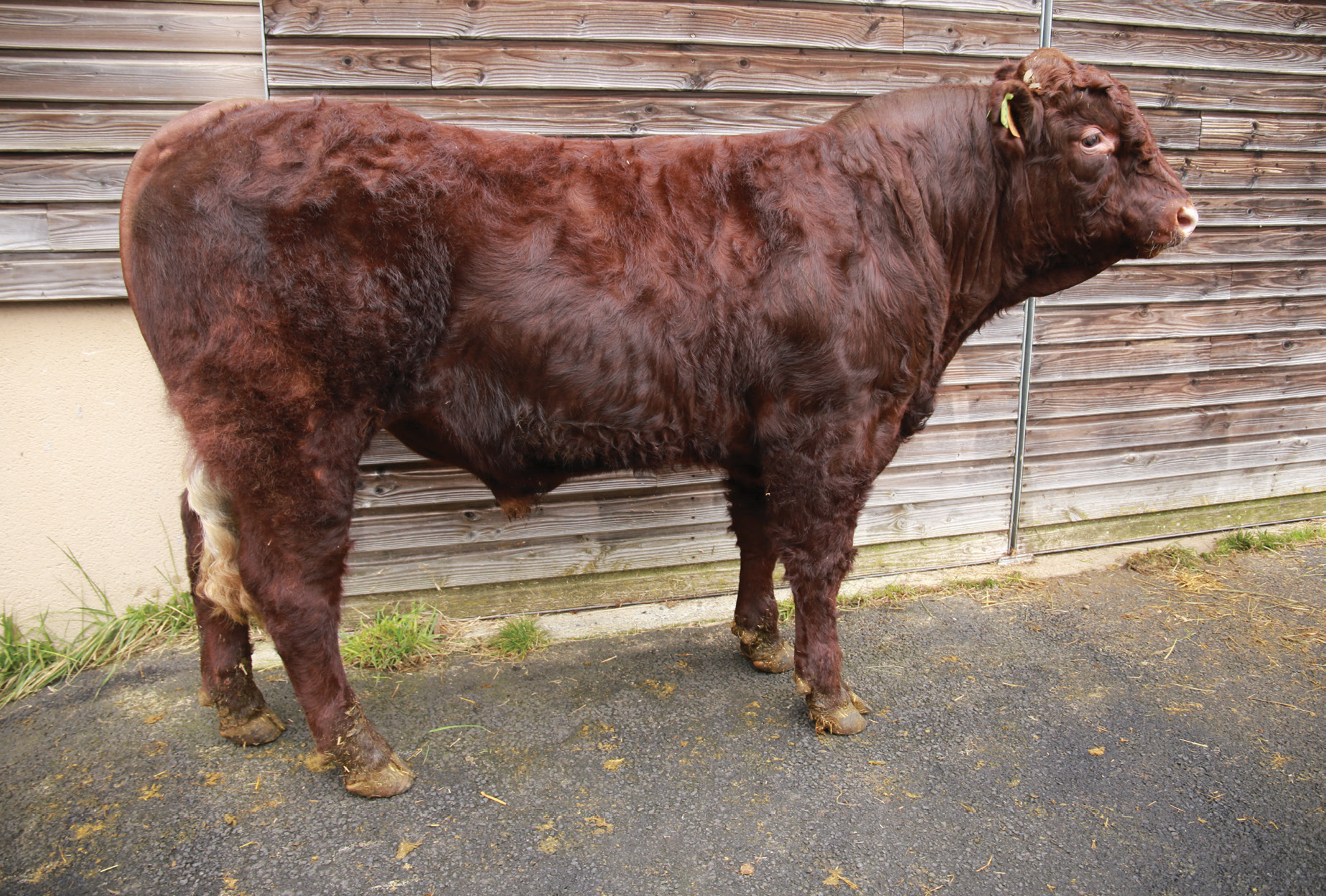 URIUS (MILAN x BEGUIN) – Né au GAEC CREVECOEUR (76) TRUST P GD (Nuts P GD x Fuxeen)