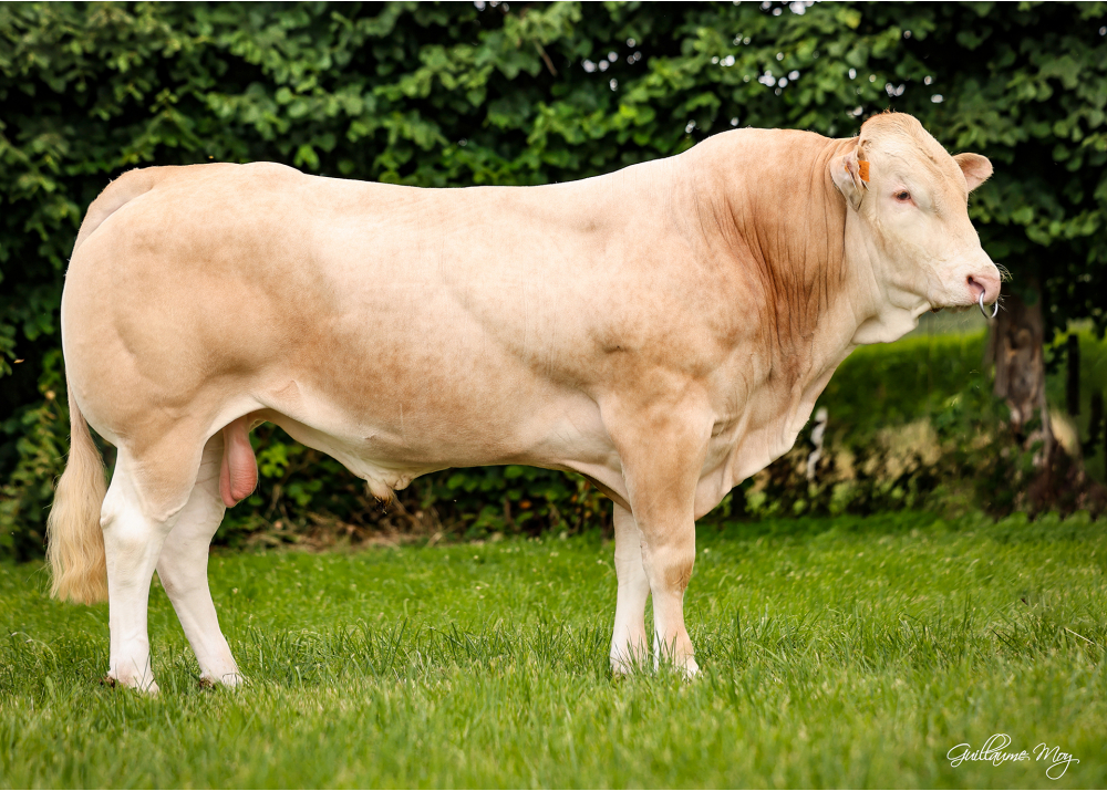 UCARIA GD (OLAF GD x MAESTRO) – Né au GAEC DE L’ARAUCARIA (61) TRUST P GD (Nuts P GD x Fuxeen)