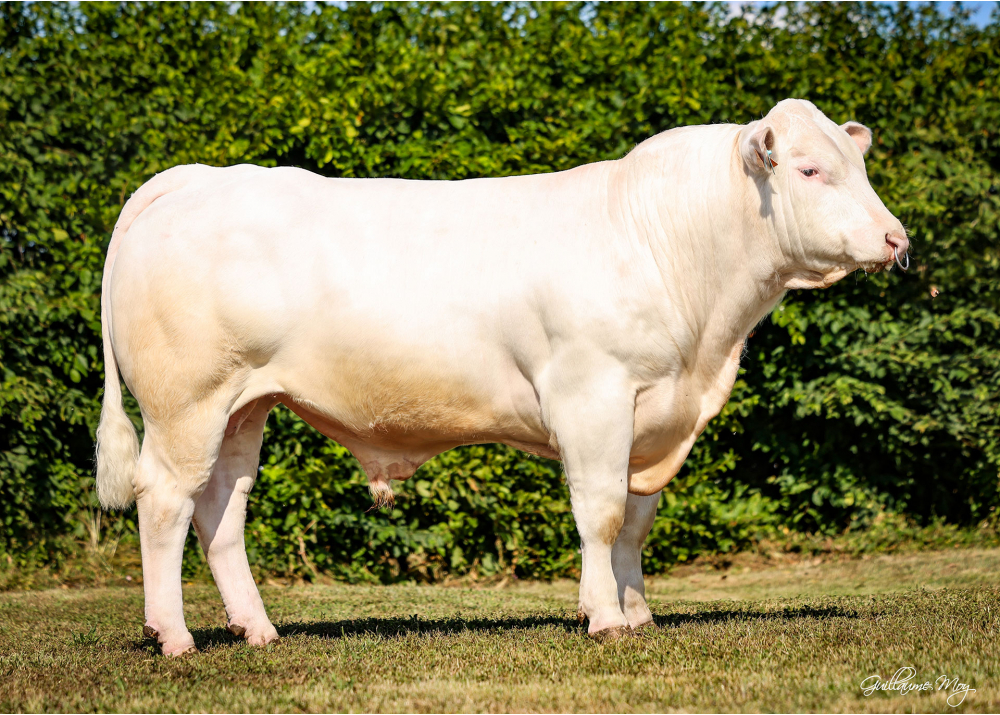 ulmo-p_web URANIS P (REIMS P x CHIC), né chez Arnaud BUREL (76)