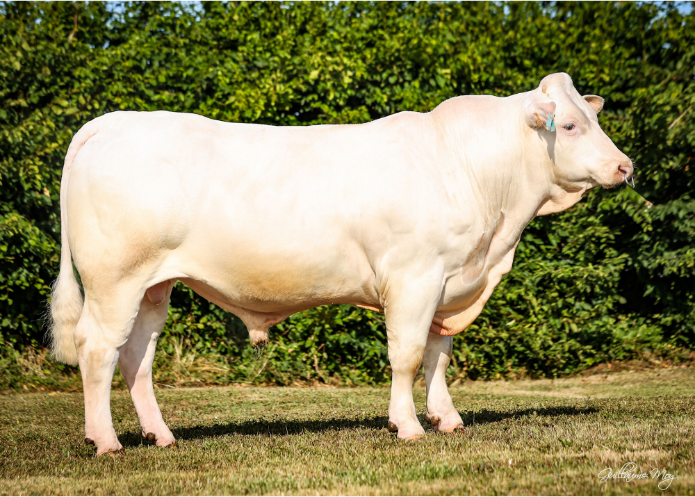 umberto_web URANIS P (REIMS P x CHIC), né chez Arnaud BUREL (76)