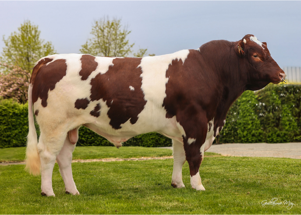 UNESCO GD (PACTOLE x MONACO) TRUST P GD (Nuts P GD x Fuxeen)