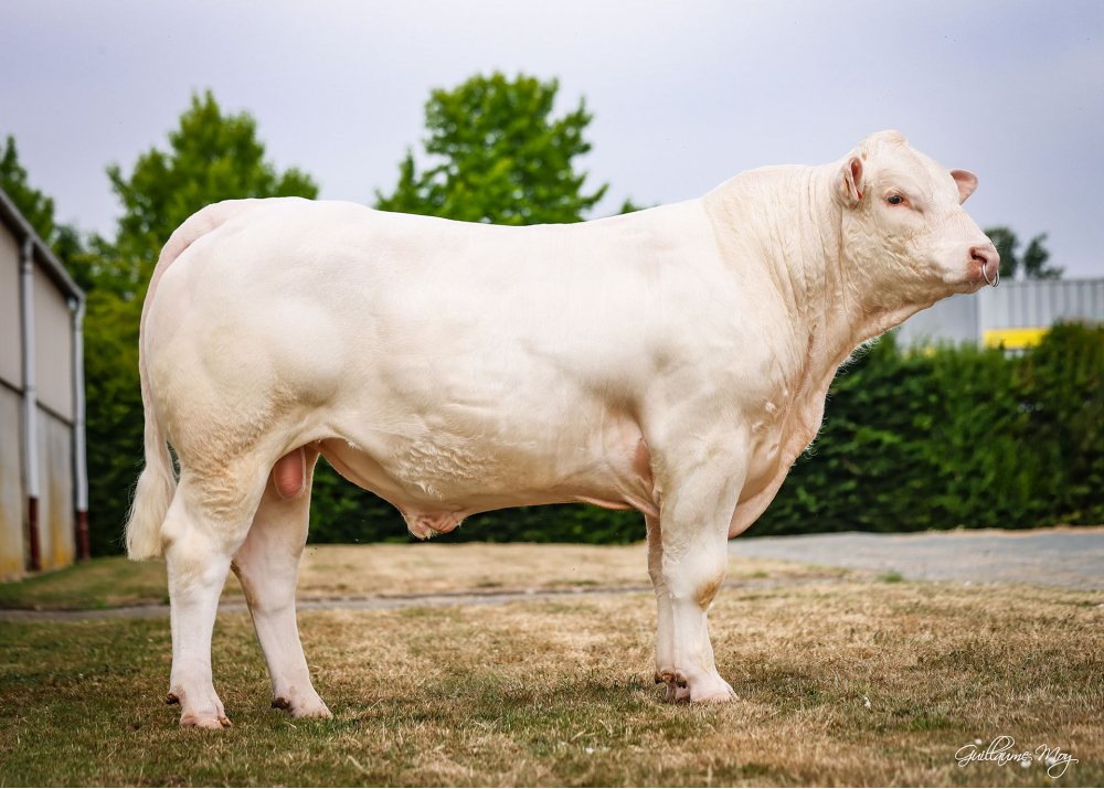 uranis-p_web URANIS P (REIMS P x CHIC), né chez Arnaud BUREL (76)