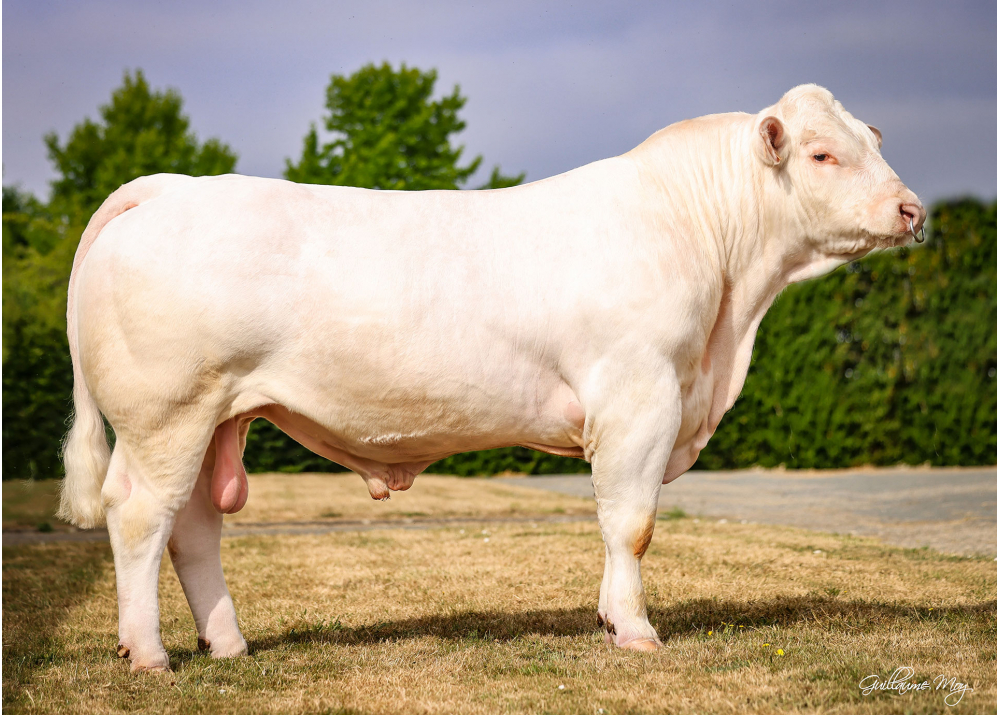 uston-p_web URANIS P (REIMS P x CHIC), né chez Arnaud BUREL (76)