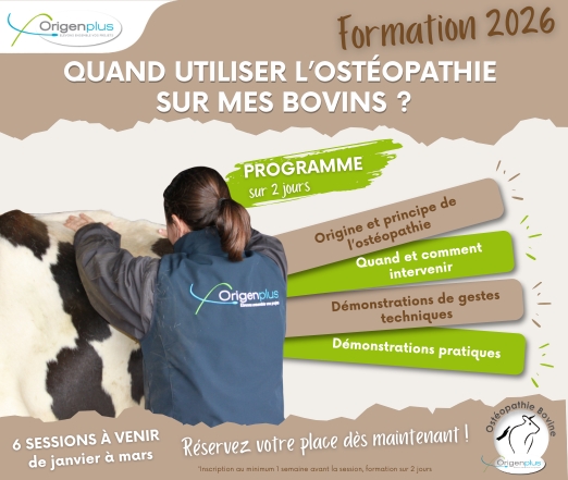 Personne en veste Origenplus effectuant un geste d’ostéopathie sur un bovin. Visuel annonçant la formation « Quand utiliser l’ostéopathie sur mes bovins ? » avec programme sur 2 jours et sessions de janvier à mars.
