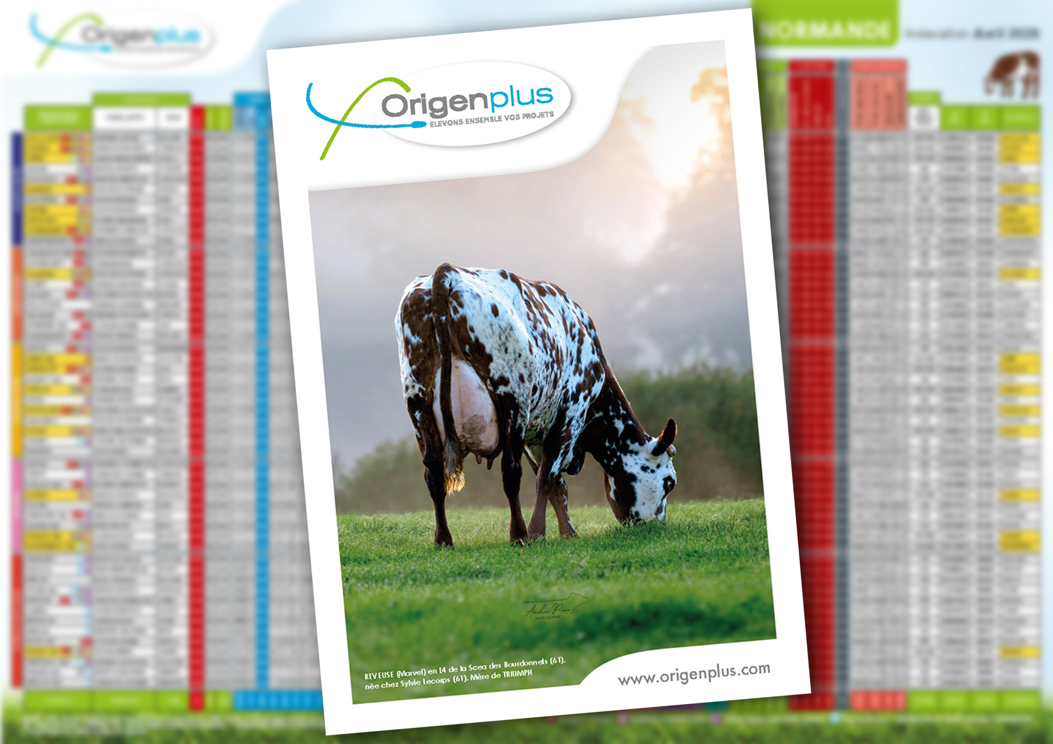 Catalogue Normand avril 2026 Origenplus taureaux génétiques