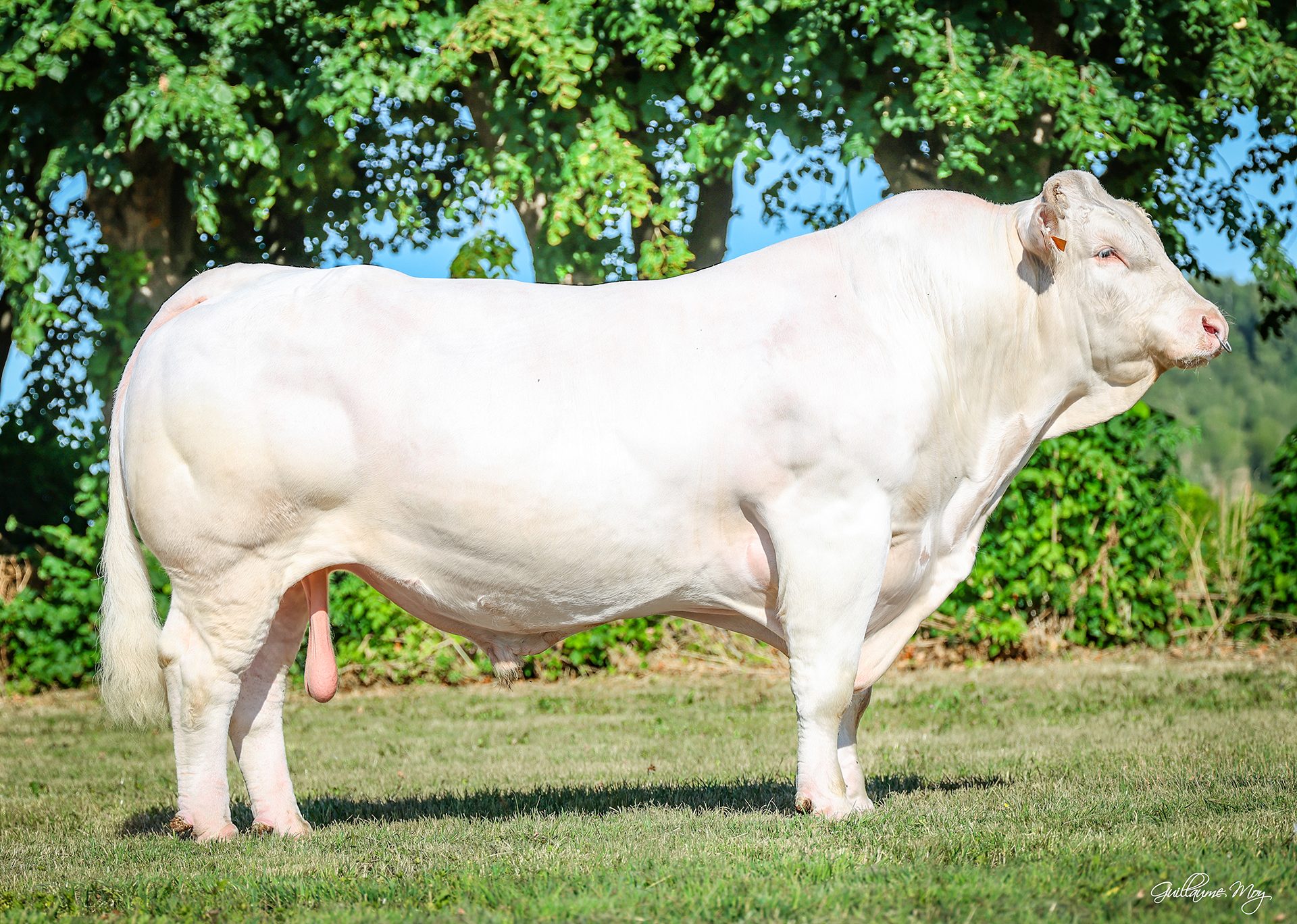 TIZON (JARRET x EPERNAY)