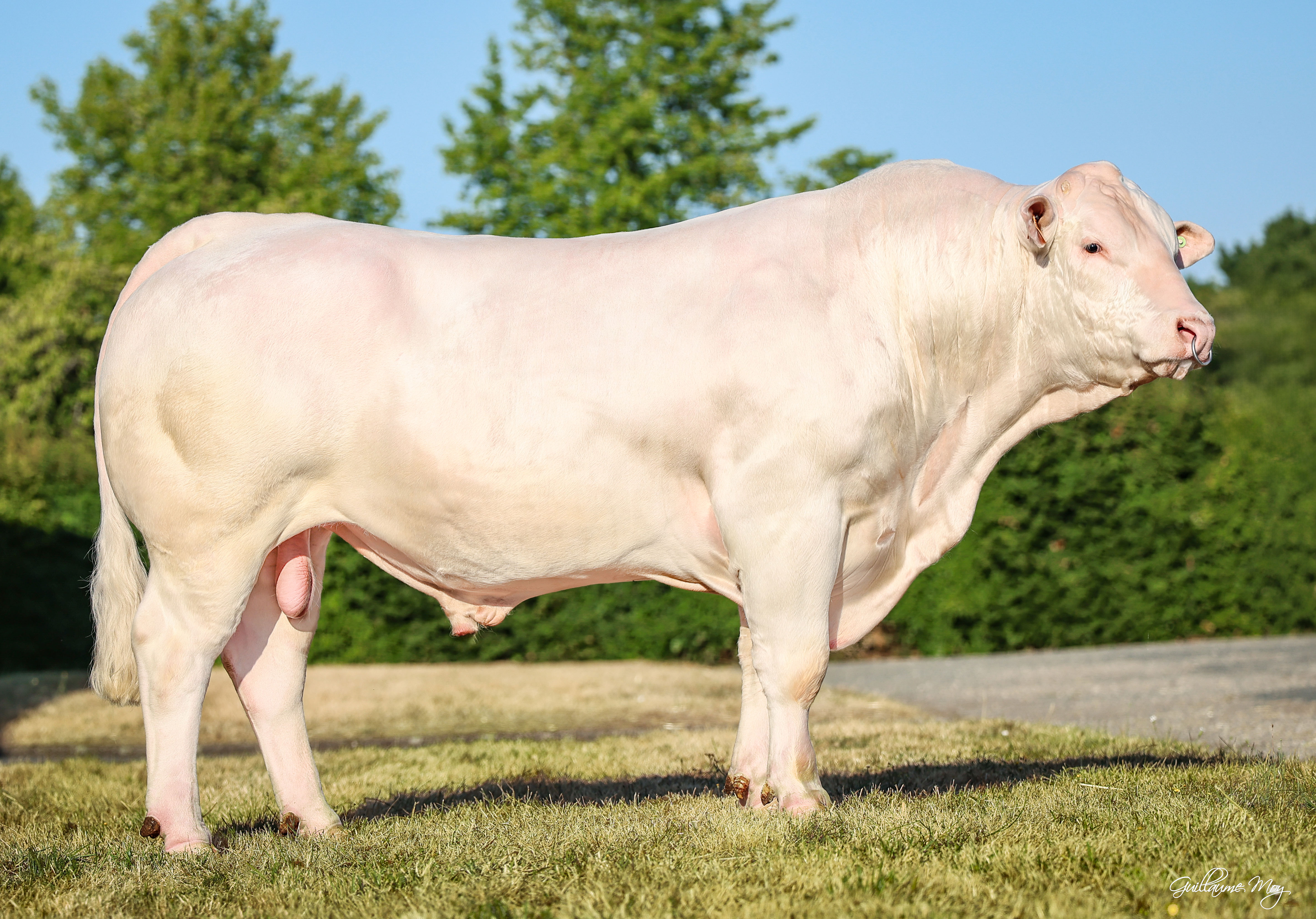 URANIS P (REIMS P x CHIC), né chez Arnaud BUREL (76)