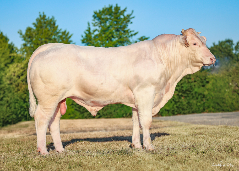 VINDIOU (JARRET x OUMIOU)
